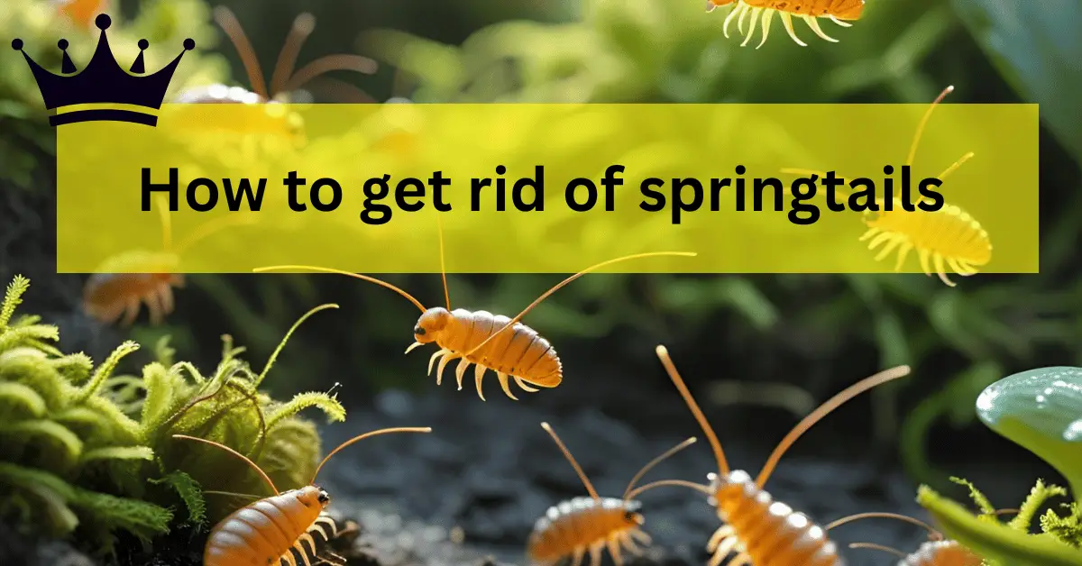 How to get rid of springtails (Best Method 2025)